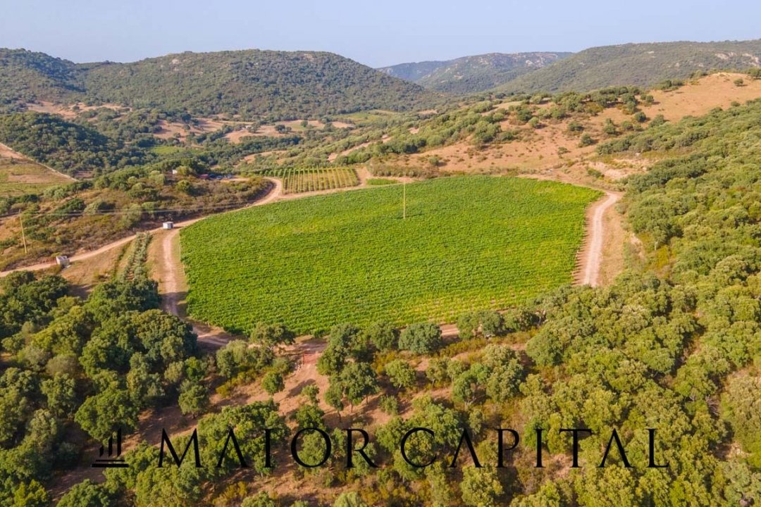 Vendita terreno in zona tranquilla Sant´Antonio di Gallura Sardegna foto 7