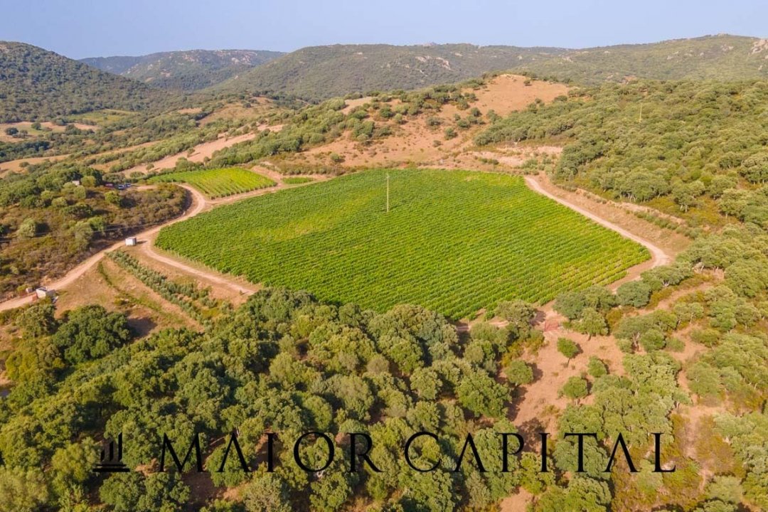 Vendita terreno in zona tranquilla Sant´Antonio di Gallura Sardegna foto 8
