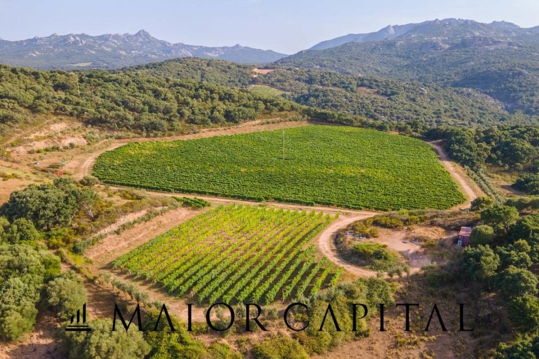 Vendita terreno in zona tranquilla Sant´Antonio di Gallura Sardegna foto 10