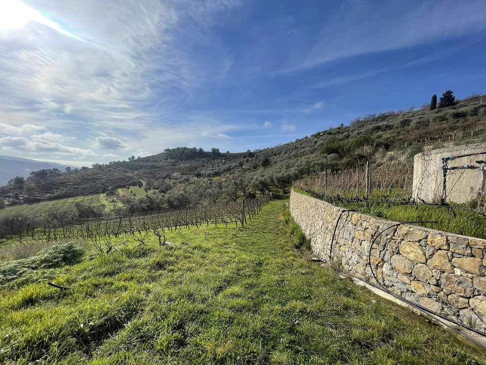 Vendita terreno in zona tranquilla Perinaldo Liguria foto 43