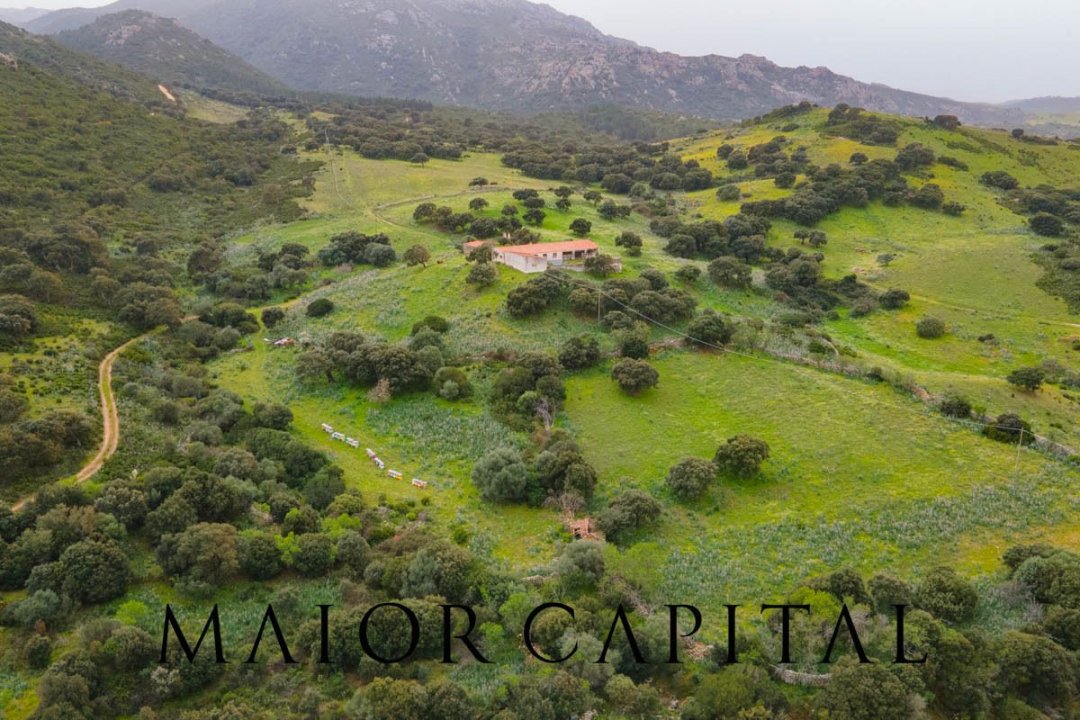 Vendita terreno in zona tranquilla Berchidda Sardegna foto 26
