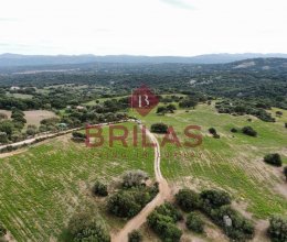 Terreno Campagna Telti Sardegna Terreno Campagna Telti Sardegna
